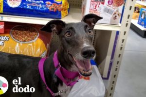 Esta perrita retirada de las carreras se enamora del mundo real | El Dodo