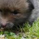 Esta señora encontró a un zorrito escondido en el jardín | El Dodo