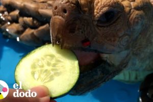 Esta tortuga ama sus días de spa | El Dodo