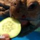 Esta tortuga ama sus días de spa | El Dodo