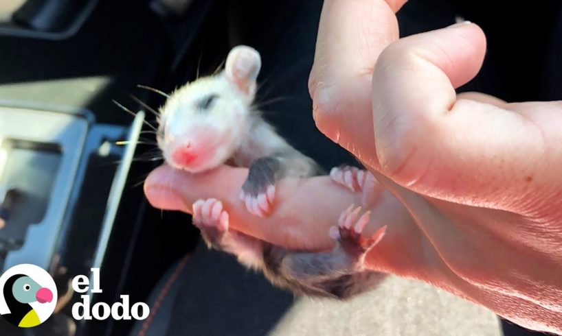 Esta zarigüeya bebé tiene las patitas más adorables | El Dodo