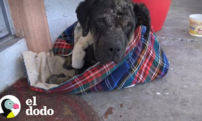 Este Rottweiler callejero queda irreconocible después de increíble transformación | El Dodo