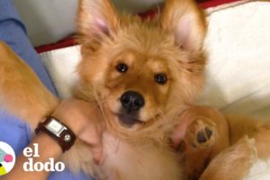 Este cachorro estaba determinado a sobresalir | El Dodo