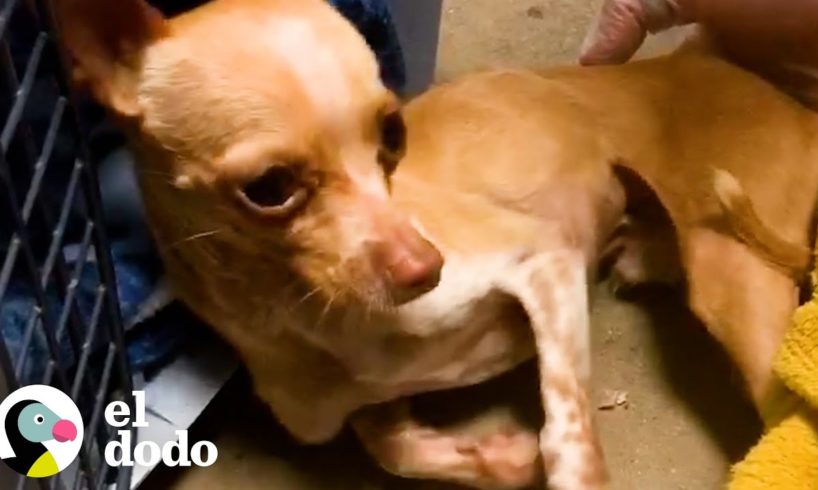 Este chihuahua no paraba de temblar cuando fue rescatado | El Dodo