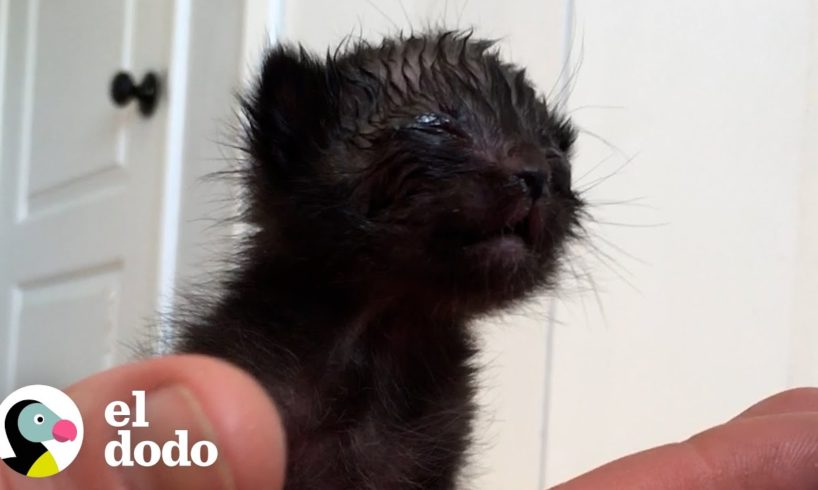 Este gatito era más pequeño que un celular | El Dodo