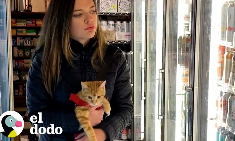 Este gatito peludo es el bebé de mamá | El Dodo