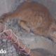 Este gatito quedó atrapado debajo de todo ese concreto | El Dodo