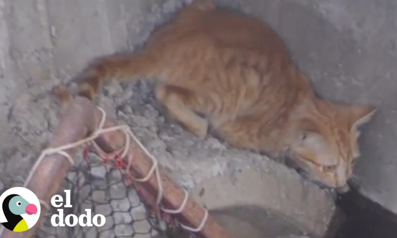 Este gatito quedó atrapado debajo de todo ese concreto | El Dodo