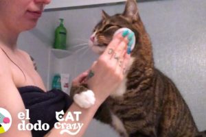 Este gato sigue la rutina diaria de su mamá al pie de la letra | Cat Crazy I El Dodo