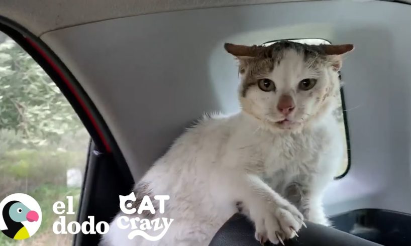Este hombre es mordido varias veces para poder rescatar a un gato salvaje I Cat Crazy | El Dodo