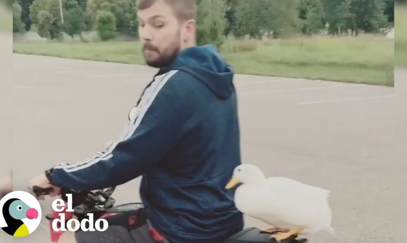 Este pato brinca en su bolso cada vez que su papá va a salir | El Dodo