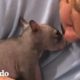 Este pequeño wombat se convierte en el adolecente más travieso | El Dodo