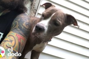 Este perrito maltratado se convierte en todo un perro amoroso | El Dodo