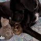 Este perro GIGANTE se enamora de una gatita pequeñita | El Dodo