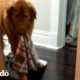 Este perro adorable está obsesionado con las mantas | El Dodo