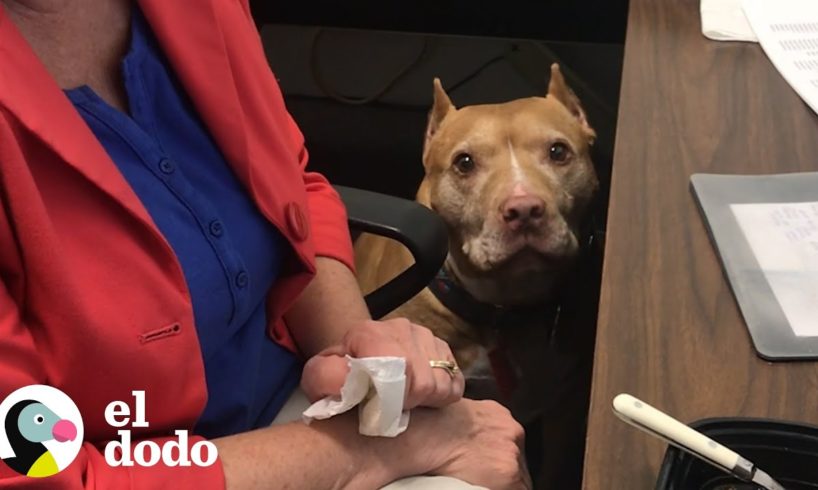 Este perro es el mejor compañero de trabajo | El Dodo