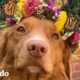 Este perro es mejor amigo de cientos de mariposas | El Dodo