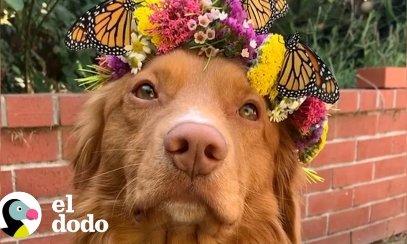 Este perro es mejor amigo de cientos de mariposas | El Dodo