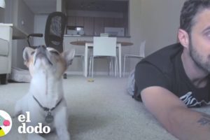 Este perro hace yoga con su papá | El Dodo
