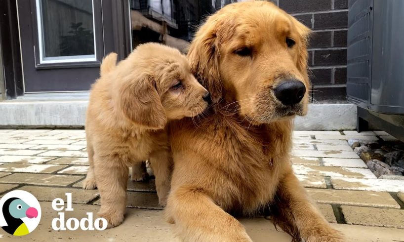 Este perro se enamora lentamente de su hermanita molestosa | El Dodo