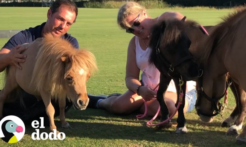 Estos hombres salvaron a cientos de caballos muy pequeños I El Dodo