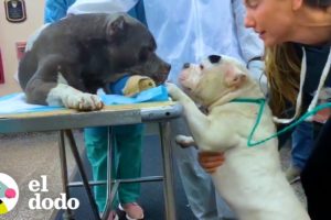 Estos perros que perdieron a su papá son inseparables | El Dodo