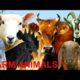 FOR KIDS: 20 different farm animals with natural sounds - NO MUSIC! video for little children