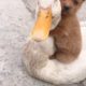 FUNNY PUPPY AND DUCK COMPILATION | WORLDS CUTEST PUPPY AND DUCK|