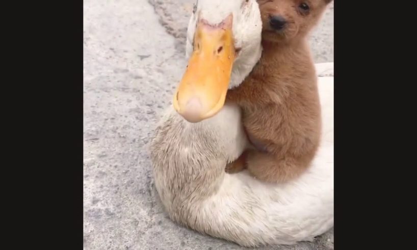 FUNNY PUPPY AND DUCK COMPILATION | WORLDS CUTEST PUPPY AND DUCK|