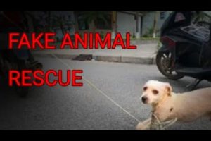 Fake Animal Rescues