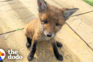 Family Rescues Baby Fox In Their Backyard And Reunites Him With Mom | The Dodo