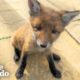 Family Rescues Baby Fox In Their Backyard And Reunites Him With Mom | The Dodo