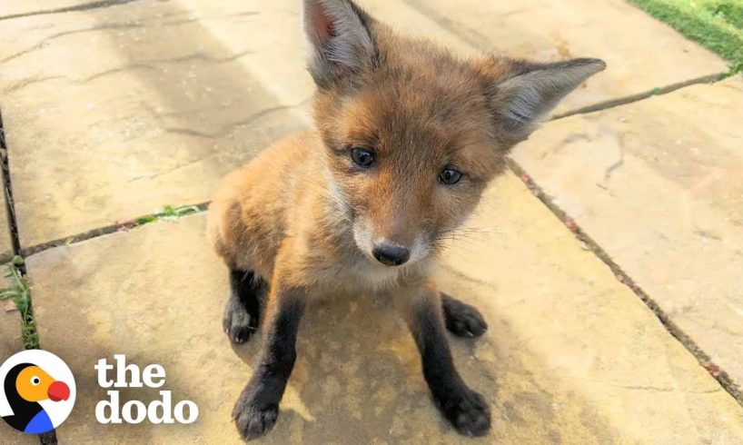 Family Rescues Baby Fox In Their Backyard And Reunites Him With Mom | The Dodo