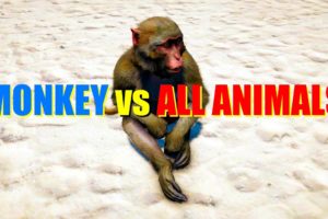 Far Cry 4 Animal Fight - Assam Macaque Monkey vs All Animals