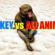 Far Cry 4 Animal Fight - Assam Macaque Monkey vs All Animals