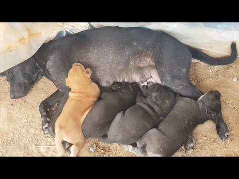 Feeding cute puppies with mama while raining ep03