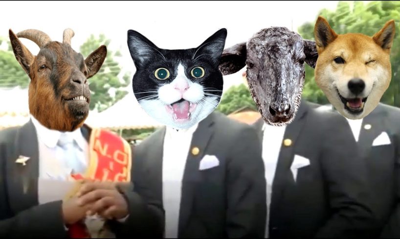 Funniest ANIMAL FIGHTS⚰ COFFIN DANCE MEME - Dog and Cat Version 2021