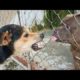 Funniest Animals Ever ? - Awesome Funny Animals' Life Videos - Funniest Pets ?