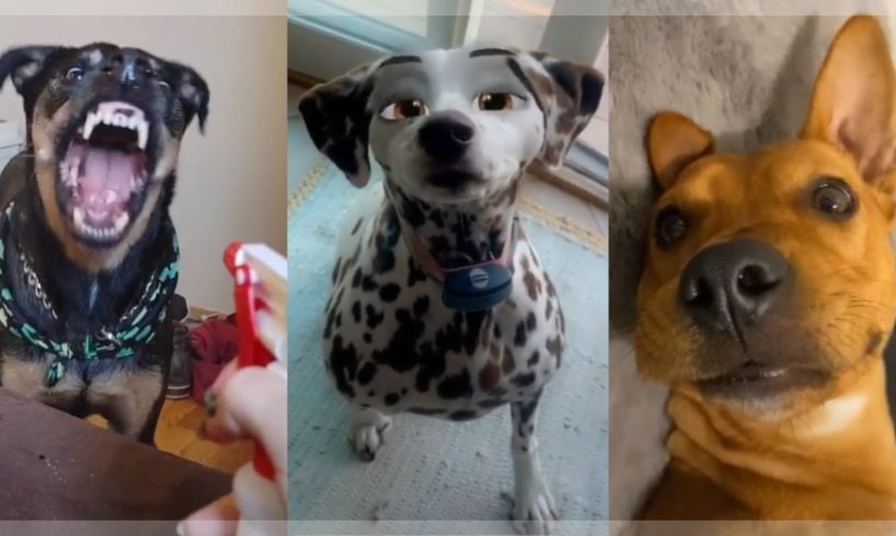 ? Funniest Doggos ?  Cutest Puppies ? Amazing Dog Videos Compilation ?