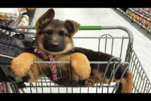 Funniest & Cutest German Shepherd Videos #3 - Puppy Videos 2020