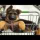 Funniest & Cutest German Shepherd Videos #3 - Puppy Videos 2020