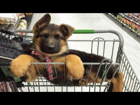 Funniest & Cutest German Shepherd Videos #3 - Puppy Videos 2020