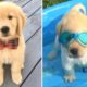 Funniest & Cutest Golden Retriever Puppies #12- Funny Puppy Videos 2020