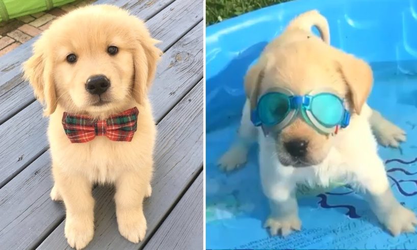 Funniest & Cutest Golden Retriever Puppies #12- Funny Puppy Videos 2020