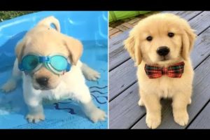 Funniest & Cutest Golden Retriever Puppies #37 - Funny Puppy Videos 2019