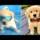 Funniest & Cutest Golden Retriever Puppies #37 - Funny Puppy Videos 2019