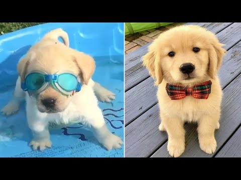 Funniest & Cutest Golden Retriever Puppies #37 - Funny Puppy Videos 2019