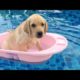 Funniest & Cutest Labrador Puppies #2 - Funny Puppy Videos 2021