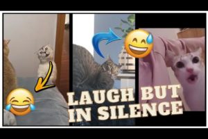 Funniest and Cutest Dogs And Cats Videos - You Will Laugh With This Pets