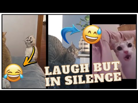 Funniest and Cutest Dogs And Cats Videos - You Will Laugh With This Pets